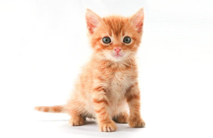 Ginger Kitten